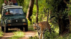 Chitwan Wildlife Safari Package